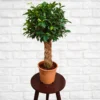 Buy Braided Ficus Plant Online at Nursery Nisarga