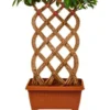 Buy Netted Ficus Tree , Ficus Retusa Online at Nursery Nisarga