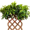 Buy Netted Ficus Tree , Ficus Retusa Online at Nursery Nisarga