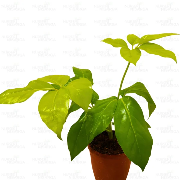 Buy Golden Brassia Plant Online at Nursery Nisarga