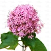 Buy Mexican Hydrangea Online at Nursery Nisarga