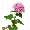 Buy Mexican Hydrangea Online at Nursery Nisarga