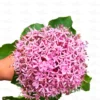 Buy Mexican Hydrangea Online at Nursery Nisarga