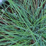 Buy Festuca Glauca Blue-Plant Online at Nursery Nisarga .