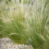 Buy Stipa Tenuissima Erecta Online at Nursery Nisarga