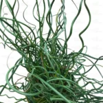 Buy Juncus effusus 'Spiralis' at Nursery Nisarga