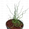 Buy Juncus effusus 'Spiralis' at Nursery Nisarga