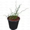 Buy Juncus effusus 'Spiralis' at Nursery Nisarga