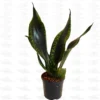 Buy Sansevieria whitney Plant Online at Nursery Nisarga