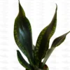 Buy Sansevieria whitney Plant Online at Nursery Nisarga