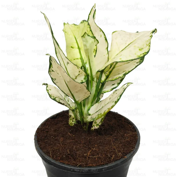 Buy Aglaonema super white plant Online at Nursery Nisarga