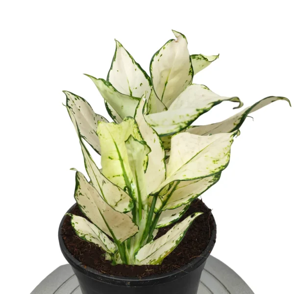 Buy Aglaonema super white plant Online at Nursery Nisarga