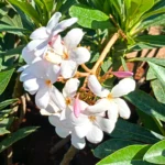 Buy American Plumeria Online at Nursery Nisarga