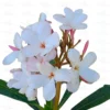 Buy American Plumeria Online at Nursery Nisarga