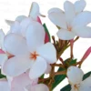 Buy American Plumeria Online at Nursery Nisarga