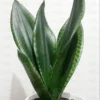 Silver flame snake plant, sansevieria whitney