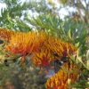 Buy online Silver Oak, Grevillea Robusta, Silky Oak - Plant from nursery nisarga