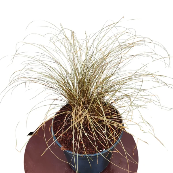 Buy Carex Comans Grass Online at Nursery Nisarga