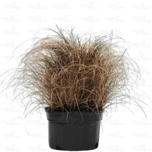 Buy Carex Comans Grass Online at Nursery Nisarga
