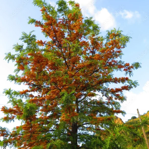 Buy online Silver Oak, Grevillea Robusta, Silky Oak - Plant from nursery nisarga