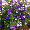 Buy Yesterday-Today-Tomorrow- Plant at Nursery Nisarga