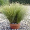 Buy Stipa Tenuissima Erecta Online at Nursery Nisarga