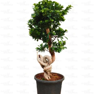 Buy Ficus Moclame (Notted Ficus) Online at Nursery Nisarga