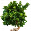 Buy Ficus Moclame (Notted Ficus) Online at Nursery Nisarga