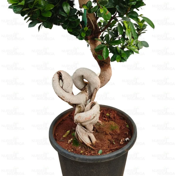 Buy Ficus Moclame (Notted Ficus) Online at Nursery Nisarga