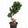 Buy Ficus Moclame (Notted Ficus) Online at Nursery Nisarga