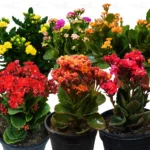 Buy Kalanchoe Multicolour Online At Nursery Nisarga