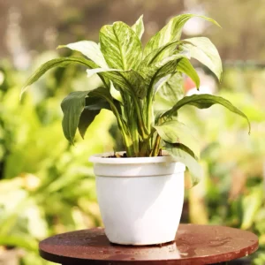 Exotic peace lily variegated "spathiphyullum" - plant online at Nursery nisarga