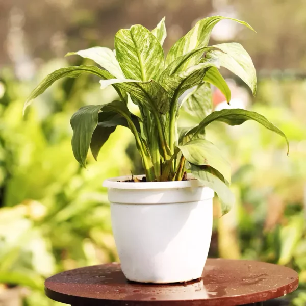 Exotic peace lily variegated "spathiphyullum" - plant online at Nursery nisarga