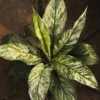 Exotic peace lily variegated "spathiphyullum" - plant online at Nursery nisarga