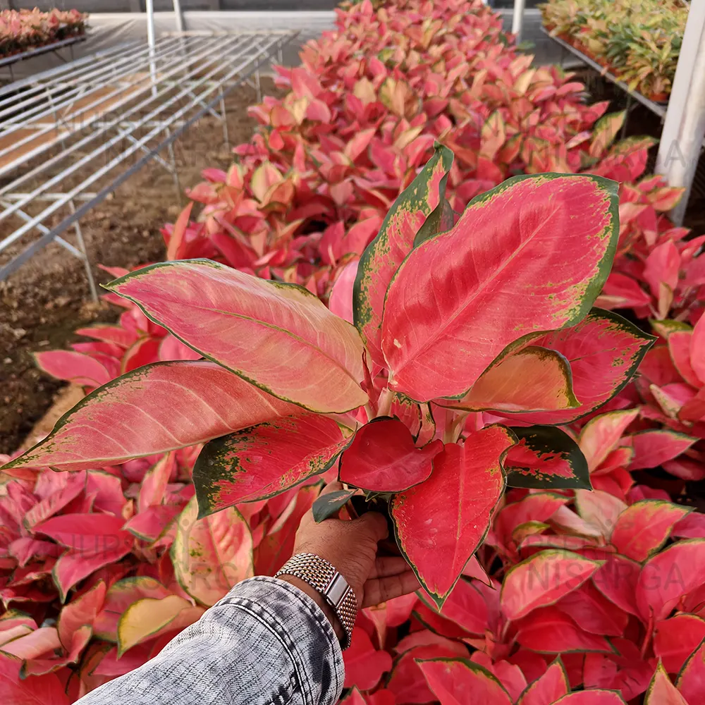 Aglaonema Thailand Red- Plant