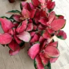 Buy Aglaonema Thailand Red- Plant from Nursery Nisarga