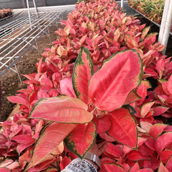 Buy Aglaonema Thailand Red- Plant from Nursery Nisarga