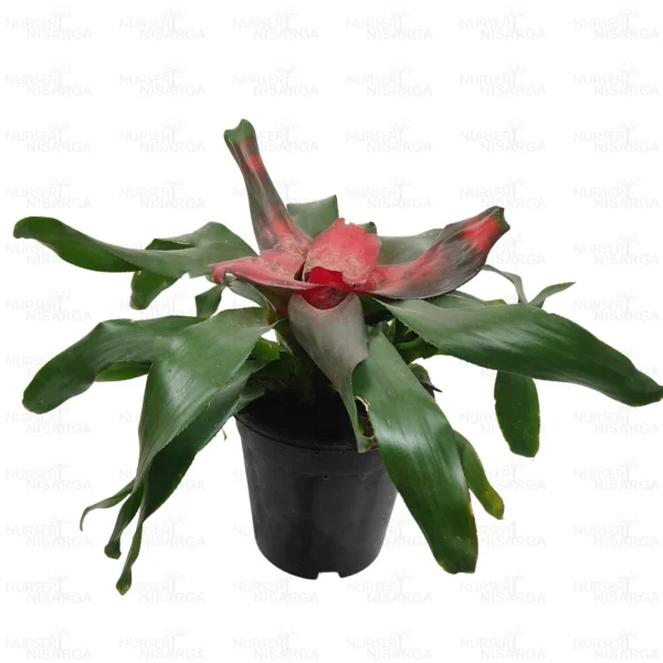 Buy Guzmania Bromeliad Plant Online-Nursery Nisarga
