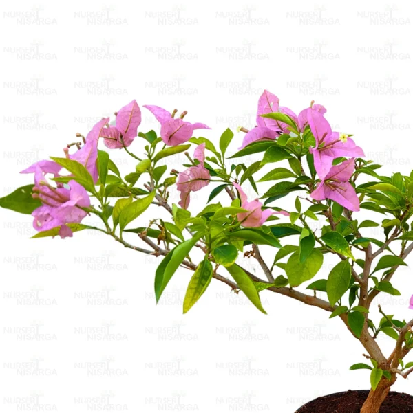 Buy Bougainvillea "Lavender" Plant Online at Nursery Nisarga