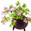 Buy Bougainvillea "Lavender" Plant Online at Nursery Nisarga