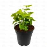 Buy Miniature Philodendron Selloum-Plant Online-Nursery Nisarga