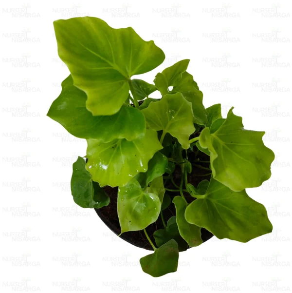 Buy Miniature Philodendron Selloum-Plant Online-Nursery Nisarga