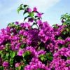 Buy Bougainvillea Glabra Plant from nursery nisarga