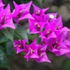 Buy Bougainvillea Glabra Plant from nursery nisarga