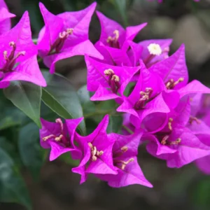 Buy Bougainvillea Glabra Plant from nursery nisarga