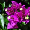 Buy Bougainvillea Glabra Plant from nursery nisarga