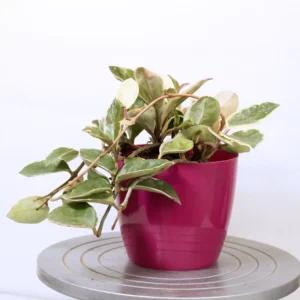 Buy variegated Hoya carnosa plant at Nursery Nisarga
