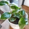 Buy variegated Hoya carnosa plant at Nursery Nisarga