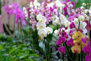 Bouquet of Orchid flowers for valentine's day- Best quality flower