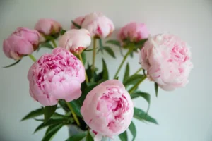 Peonies